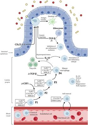 The Role of Tissue-Resident Macrophages in the Development and Treatment of Inflammatory Bowel Disease